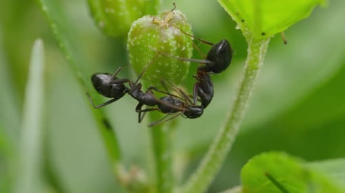 Carpenter ants