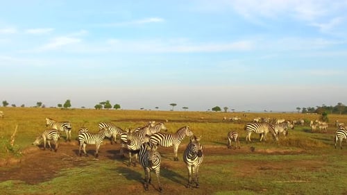 Выпас стада зебр в Масаи Мара