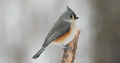 4k tufted titmouse on a snowy day