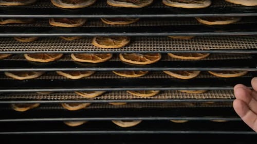 Dried Orange Slices Being Removed from Dehydrator