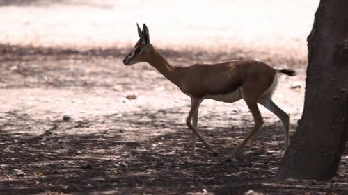Young Gazelle Walking in the Forest