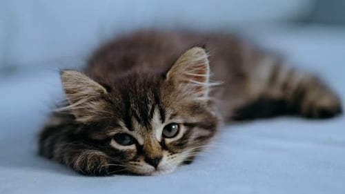 Cute Striped Kitten Lying Down Close Up