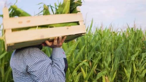 Farmer Carrying Fresh Corn Harvest in a Vibrant Green Field Under Open Skies