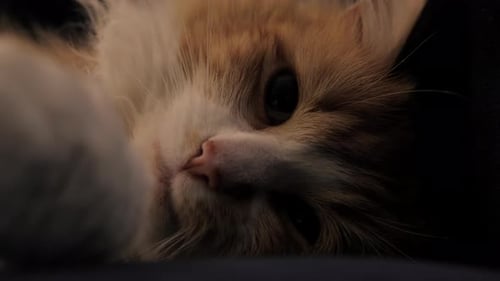 Close up shot of cute orange and white pet cat lying on side on sofa in dim lit room with big eyes