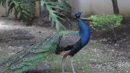 Majestic Peacock Standing in a Verdant Garden