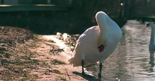 A Beautiful White Swan On The Edge Of The Lake Preening Its Feathers In Slow Motion - Medium Shot