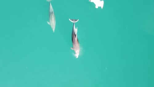Aerial View of Dolphins Slowly Swimming in Crystal Clear Turquoise Waters Group of Endemic Marine