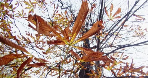 Leaves of a tree with orange color and falling during the autumn season in Madrid on a cloudy day.