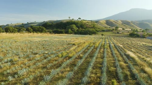Low Aerial Flight Reveals Blue Agave Fields on Rural Tequila, Mexico Farm. Day