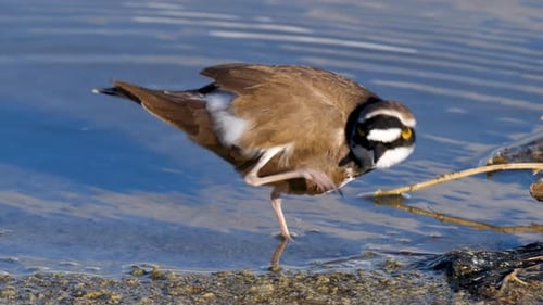 Little Ringed Plover Wades in Shallow Beach Water