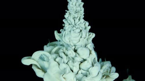 Abstract White Paint Bloom on Black Background