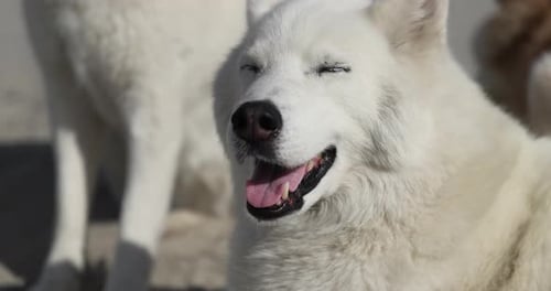 Gros plan d'un husky blanc autoritaire avec d'autres chiens en arrière-plan