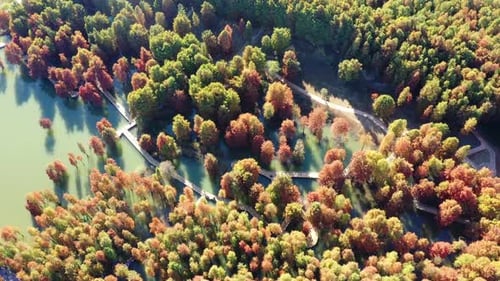 Autumn forest