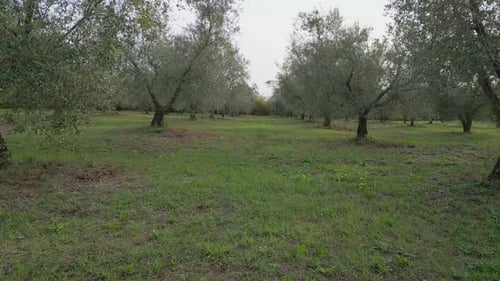 Drone flies among the olive trees