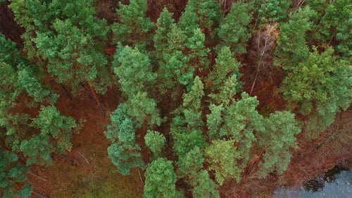 Trees top view. Beautiful view over the tops of forest trees