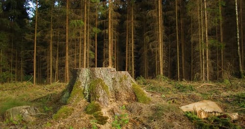 Stump in a cleared area of forest, highlighting the need for reforestation on Arbor Day.