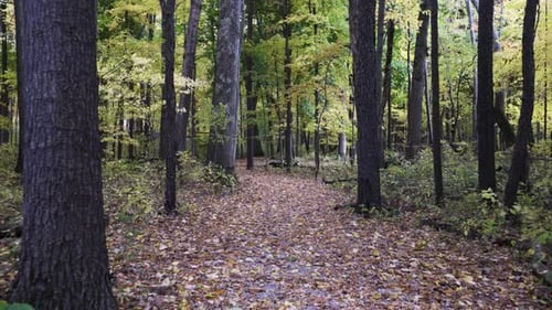 Beautiful 4k shot of walking on a path through the woods with colorful autumn leaves.