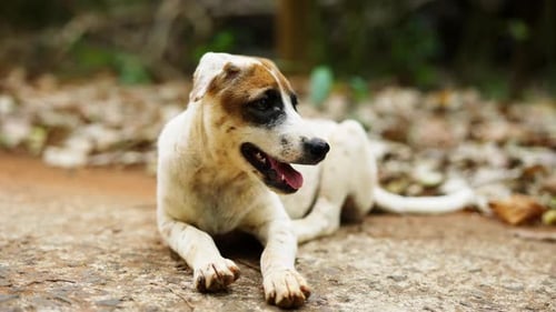 Un chien de rue allongé sur le sol se lèche le nez