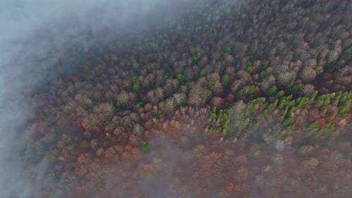 Mountain forest covered with mist. Fog in the forest. Aerial view with the forest in the mountains