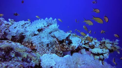 Underwater Scorpion-Fish Coral Reef