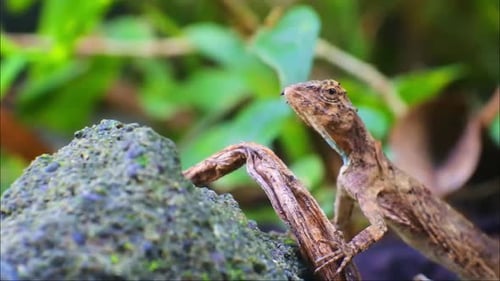 Lizard Resting on Rock in Natural Habitat