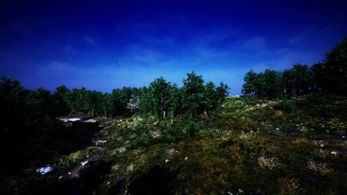 Tree Forrest in the Mountains