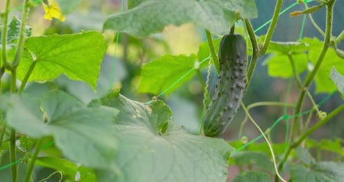 Cucumbers in the Greenhouse Young Cucumbers Grow on Bush Homemade Cucumbers