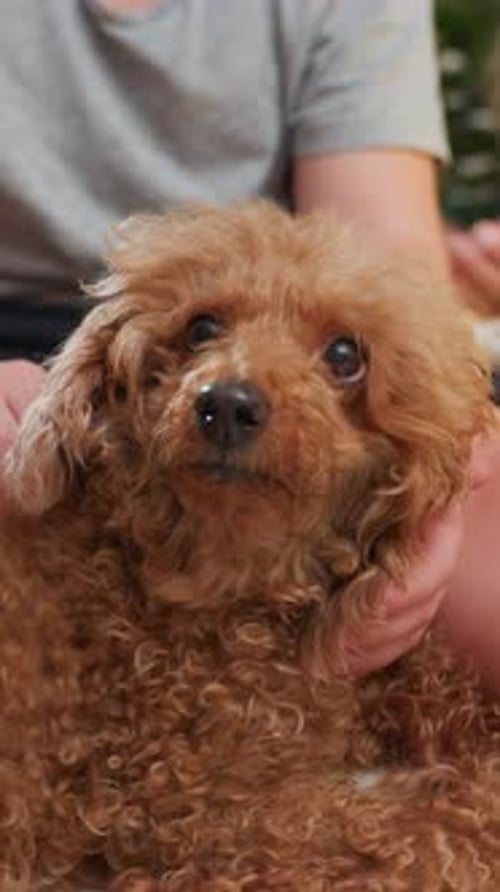 Caniche niché paisiblement, mains douces, caresse un chien au pelage bouclé, moment intime en famille empreint de calme