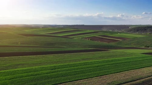 Distant aerial view of beautiful agricultural field at daytime. Rural landscape