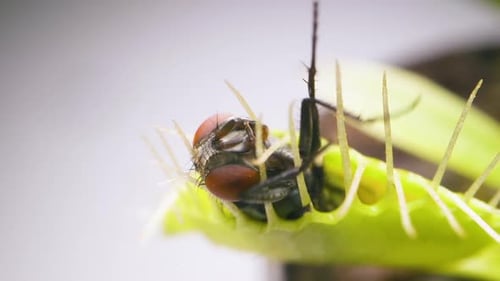 Venus Flytrap plant with trapped house fly. Closeup view of plant top portion with insect. Slow moti