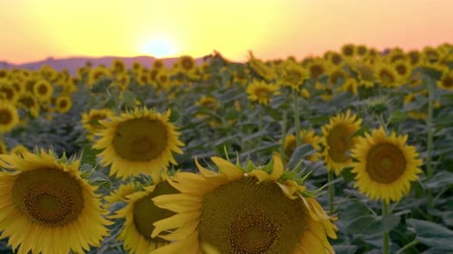 Beautiful Field With Sunflowers In The Summer Sunset In Rays Of Bright Sun.