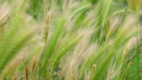 Grass Blowing in the Wind