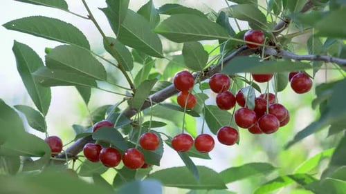 Ripe Cherry on Tree Branch with Green Leaves