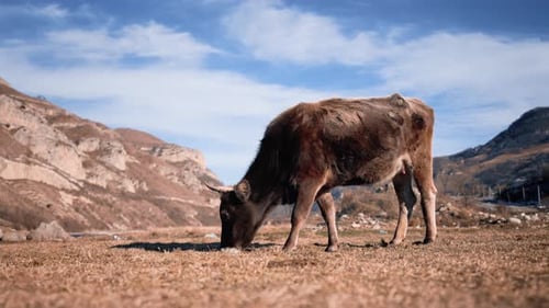 At Foot of Mountain Cow Grazes on Farm and Eats Straw or Grass or Wheat From Lawn