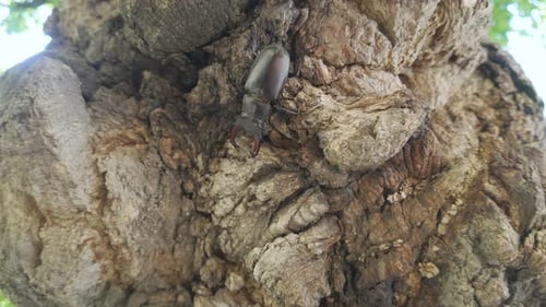 Close-up of Greater Stag Beetle moving down slowly along rough tree trunk