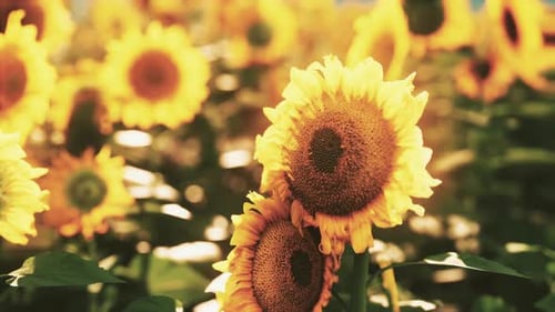 A Stunning Field of Sunflowers Under the Bright Sun