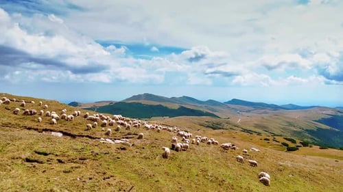 Approaching the flock of sheep on the sunny meadow. Beautiful hills at backdrop. Aerial view.