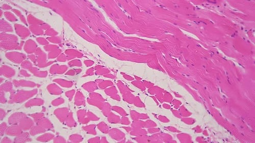 Magnified Microscopic View of Cells in Pink Tissue