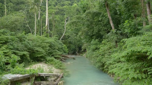 Tilt up along milky green river in tropical jungle with tall palm trees at valley floor
