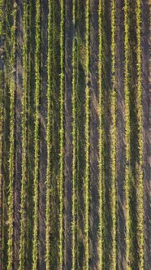 Aerial View of Vineyards Field Plantation on Sunset Cinematic Drone Aerial View on Green Highland