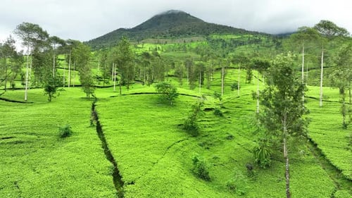 Luftbild der Teeplantage an einem nebligen Morgen in Indonesien