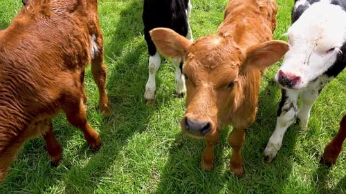 Close up shot of cute young cows in different colors grazing on meadow during sunny day in New Zeala