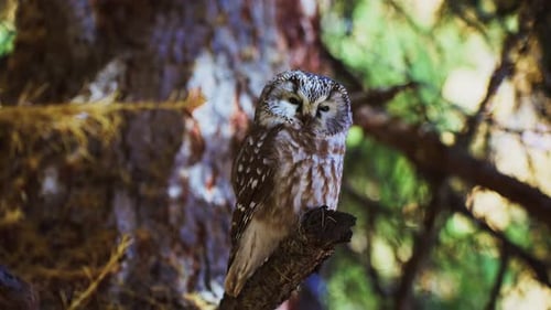 Eine bezaubernde Eule, die anmutig auf einem Ast in einem ruhigen Wald thront und Ruhe ausstrahlt und
