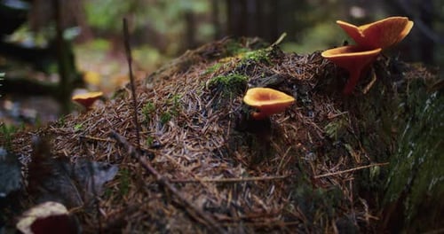 Orange Fungi Growing on Forest Log Natural Macro Shot with Moss and Forest Background