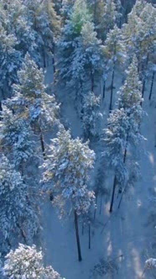 Snowcovered Forest in Winter Showcases Trees and Tranquil Beauty of Nature From Above