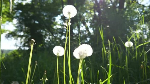 Some dandelions are swinging in the wind in the nature.