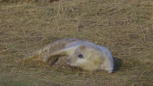 Atlantic Grey seal breeding season: newborn pups with white fur, mothers nurturing, soaking in the w