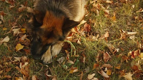 German Shepherd Dog Playing with a Toy in the Autumn Park Back View Purebred Dog Pet Walking in