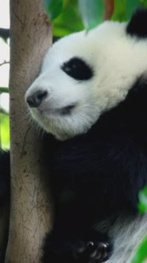 Panda Bear Resting on Tree Branch