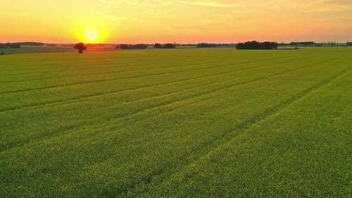 Field of green grass field at sunset
